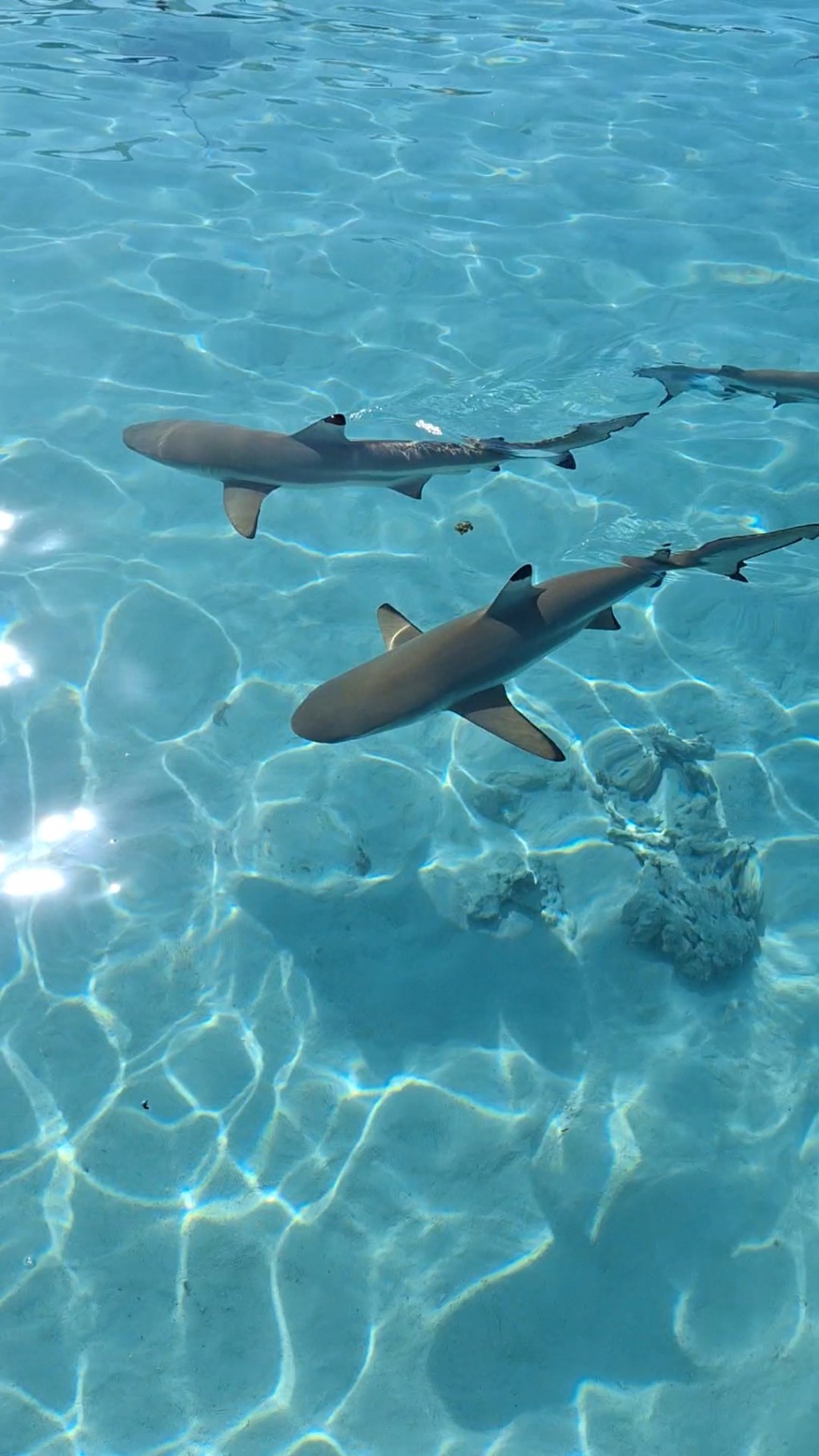 On teste en famille : Snorkeling & Lunch Tour avec Moorea Miti&nbsp;Tours