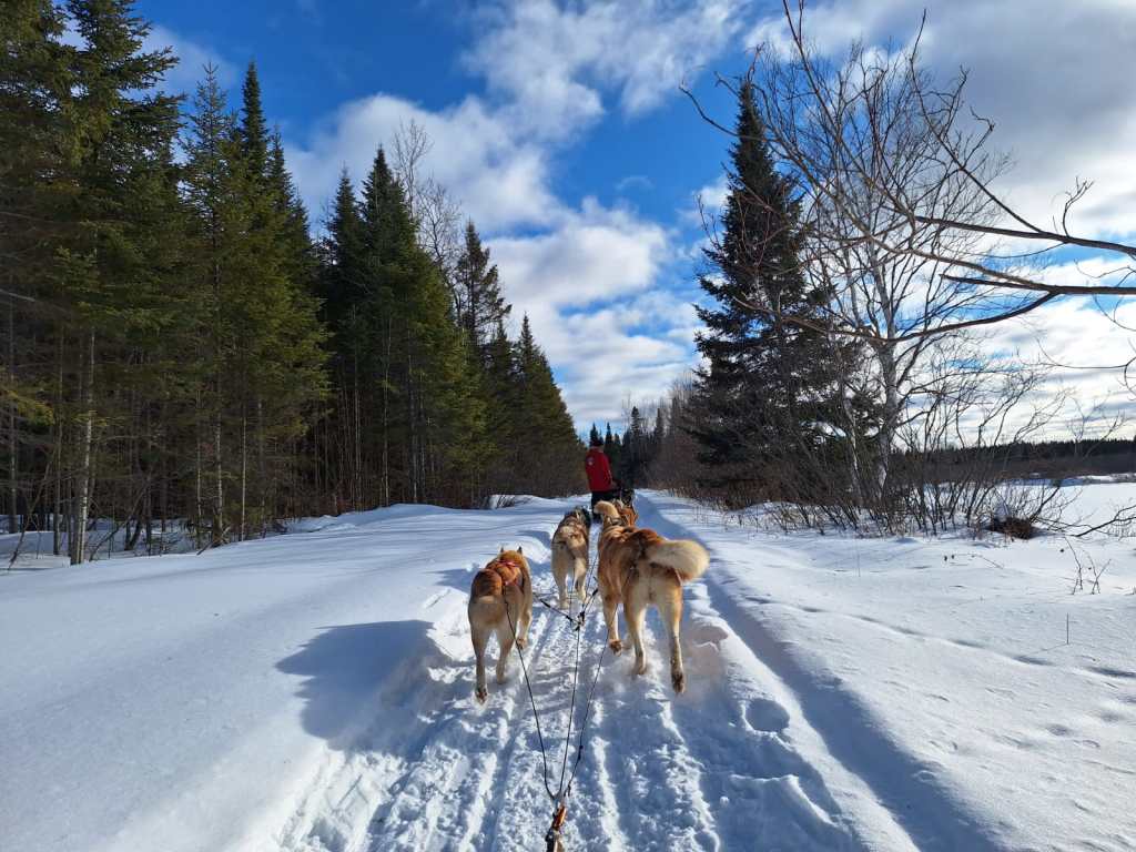 On teste en famille : chiens de traîneau et séjour aux Chalets Villégiature et Pourvoirie&nbsp;Daaquam